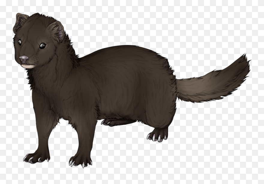 Mink Ferret Drawing Clip Art - Mink Transparent - Png Download