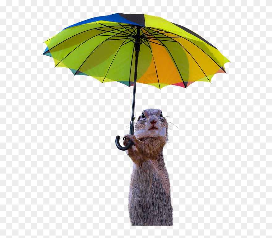 Meerkat In Rain Clipart