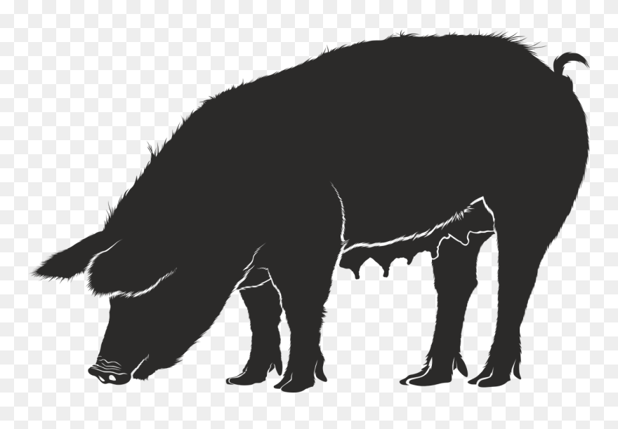 Domestic Pig Guinea Pig Silhouette Clip Art - Sombras De Cerdos Png Transparent Png