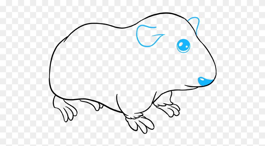 How To Draw Guinea Pig - Draw A Guinea Pig Step Clipart