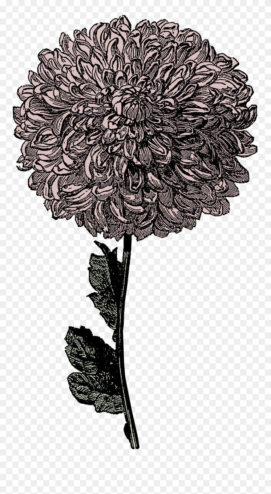 Free Victorian Clipart - Clipart Black And White Transparent - Png Download