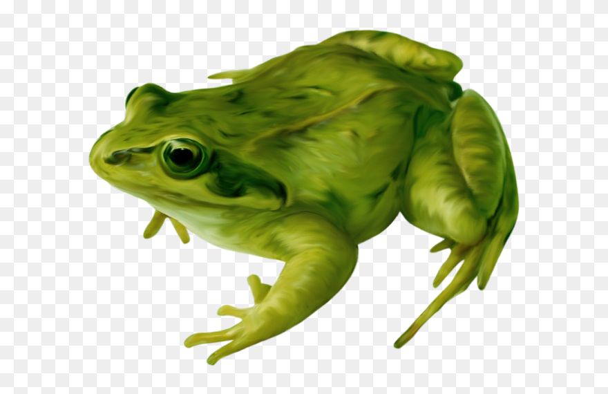 Transparent Background Realistic Frog Clipart - Png Download