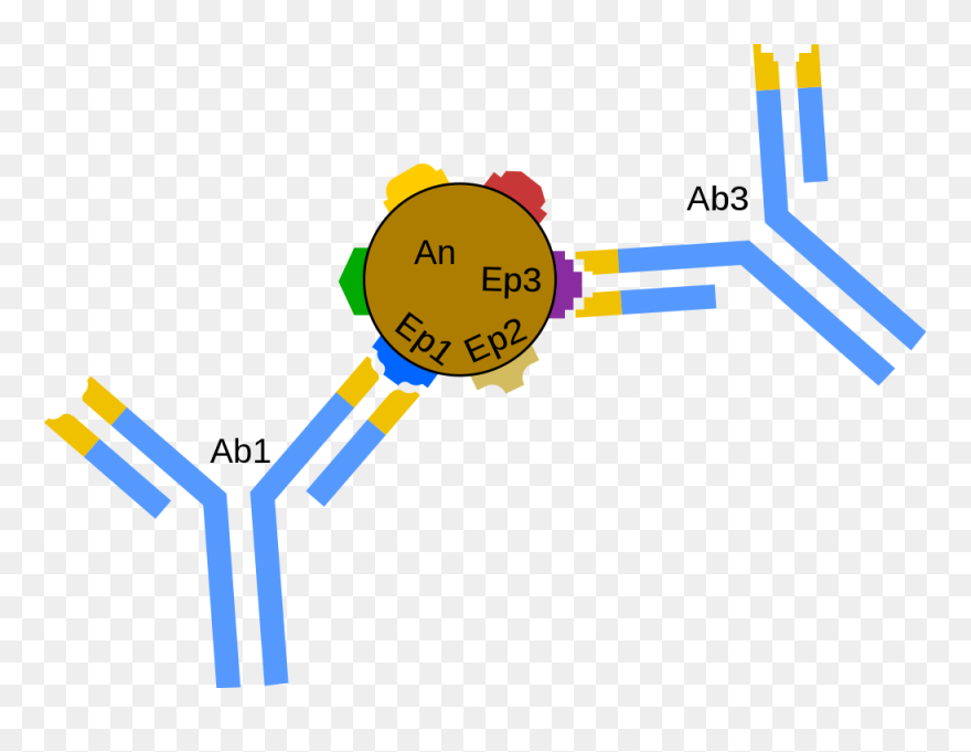 Flatworm Diagram - Antigen Antibody Svg Clipart