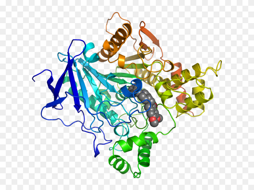 Ache Inhibited By Donepezil 1eve - Protein Structure Of Acetylcholinesterase Clipart