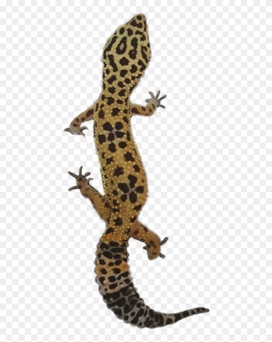 Banded Geckos Clipart