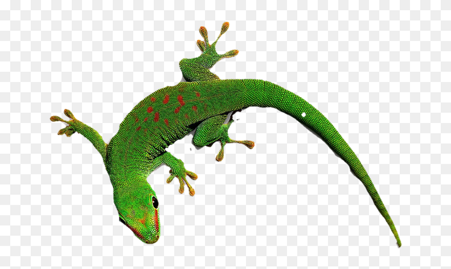 Geko Clip Art - Png Download
