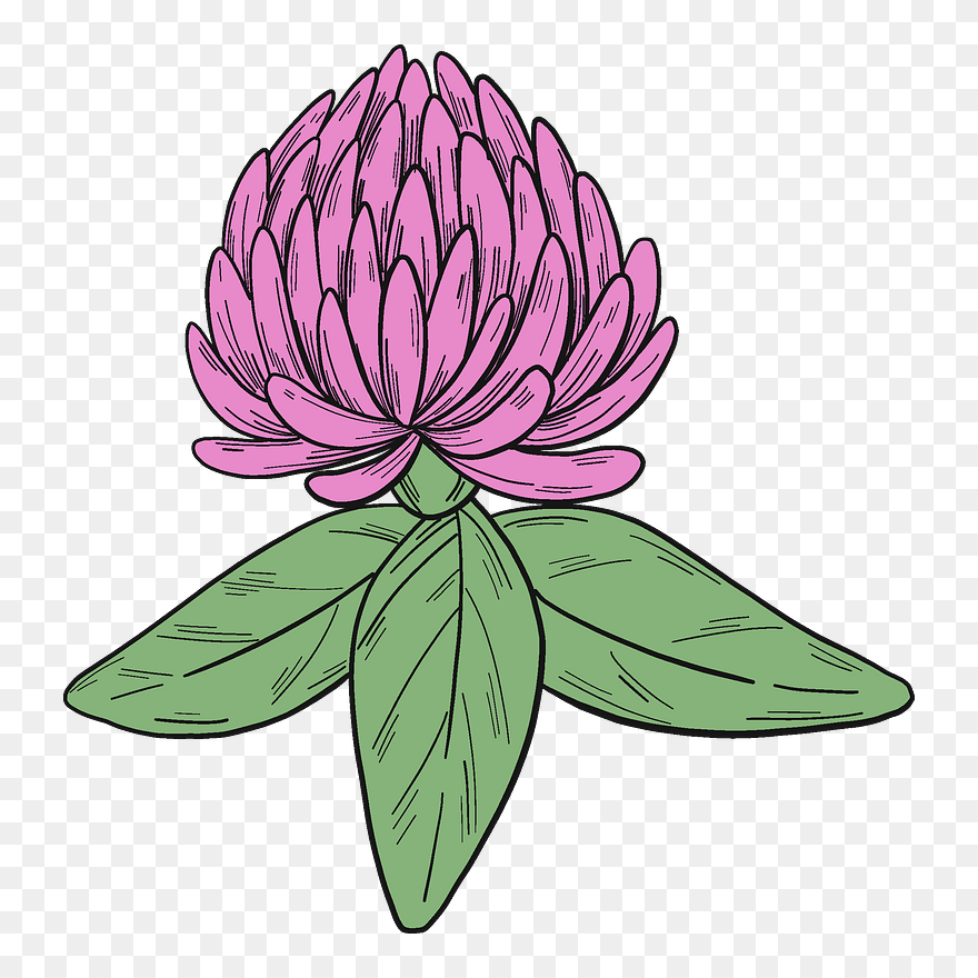 Clover Blossom Clipart - Water Lily - Png Download