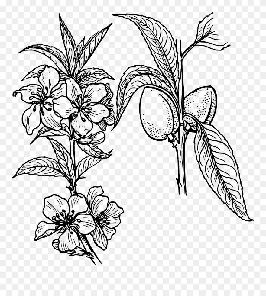 Petal Drawing Plant Transparent Png Clipart Free Download - Almond Tree Coloring Pages