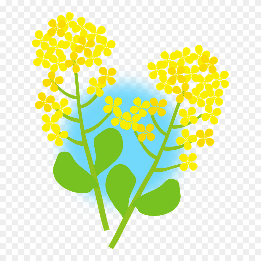 Rape Blossoms Flower Clipart - Png Download