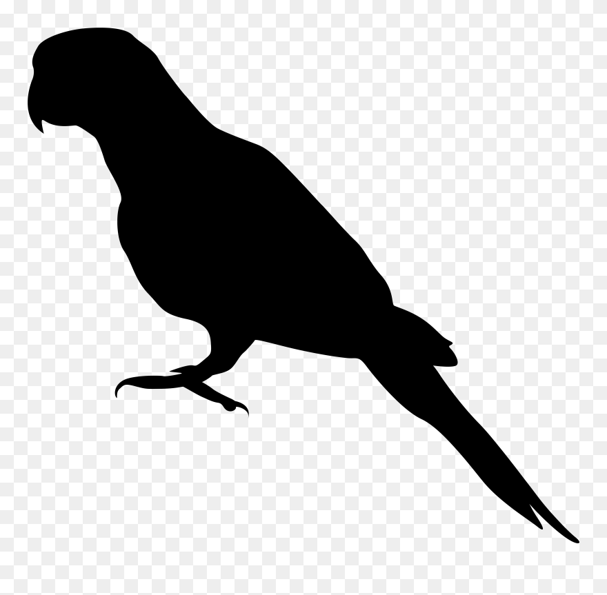 Parrot Clipart Black - Png Download
