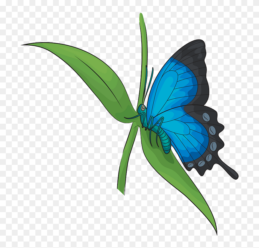 Ulysses Butterfly Clipart - Lycaenid - Png Download