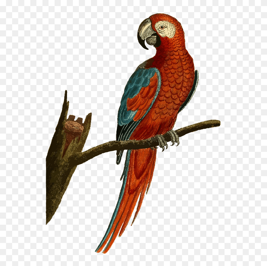 Parrot Sitting On A Branch Clipart - Vintage Parrot Png Transparent Png