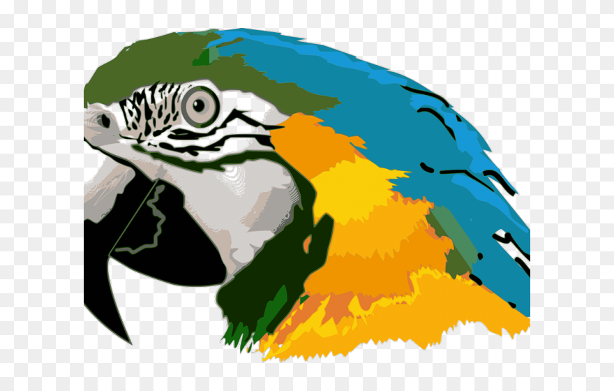 Macaw Clipart