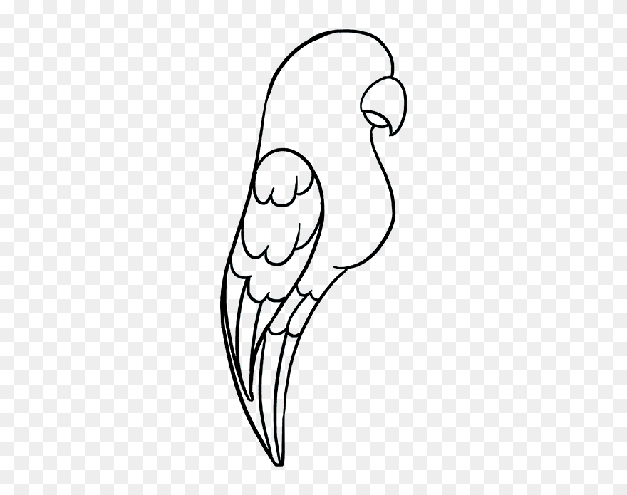 Easy Parrot Drawing Clipart