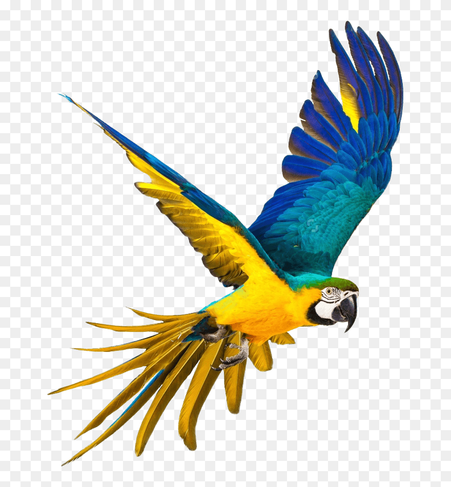 Parrot Png Full Hd Clipart