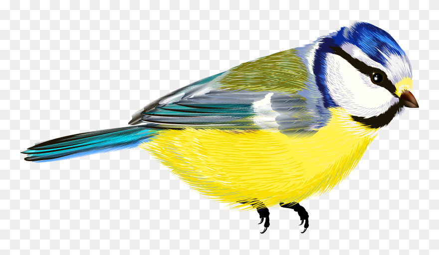 Bird Png - Cliparts - Co - Bird Transparent Clipart