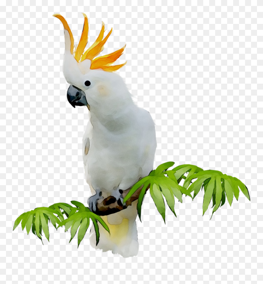 Sulphur-crested Cockatoo Clip Art Portable Network - Sulphur Crested Cockatoo Png Transparent Png