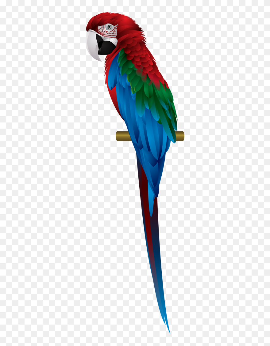 Macaw Png Transparent Images - Macaw Clipart