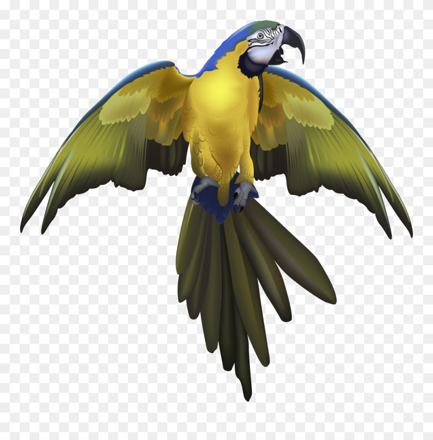 Macaw With Spreaded Wings Clipart
