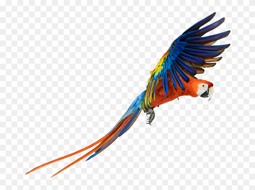 Parrot Clipart Picsart Png - Macaw Png Transparent Png