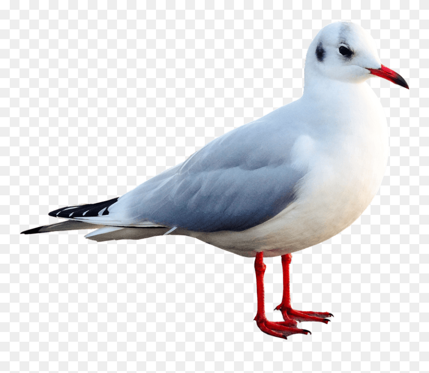Mouette En Png Clipart