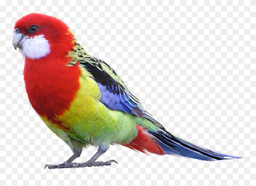 Eastern Rosella Png Clipart