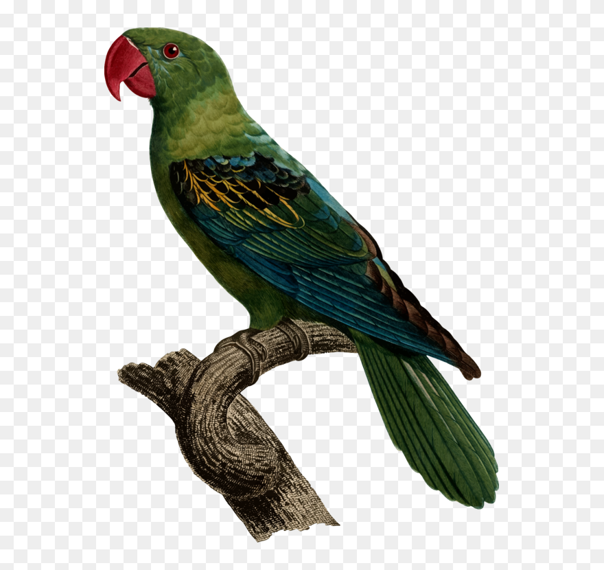 Transparent Parrots Clipart - Great Billed Parrot - Png Download