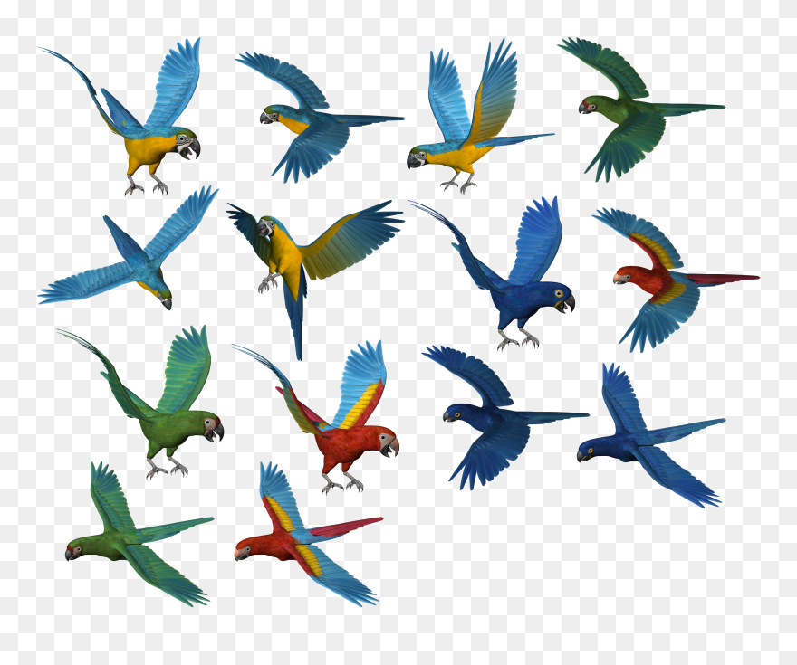 Parrot Clipart Picsart Png - Parrots Transparent Png