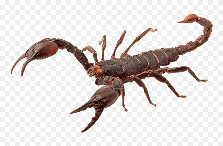 Scorpion Png Clipart