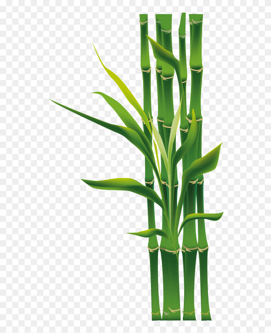 Free Download Bamboo Png Clipart Tropical Woody Bamboos - Clip Art Png Images Of Bamboo Transparent Png