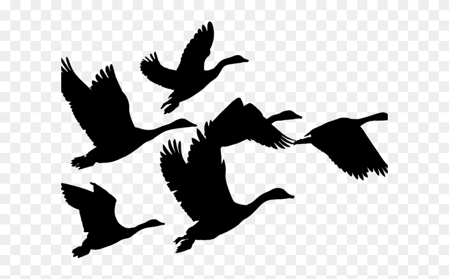 Geese Clip Art - Png Download