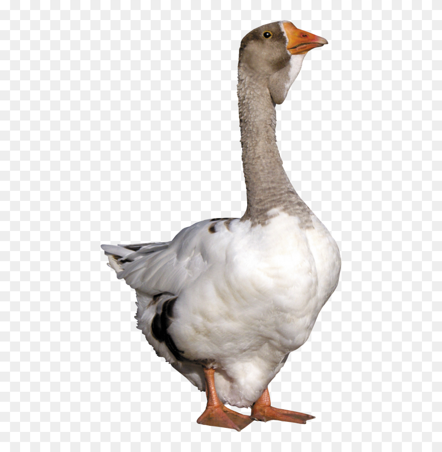 Portable Network Graphics Clipart