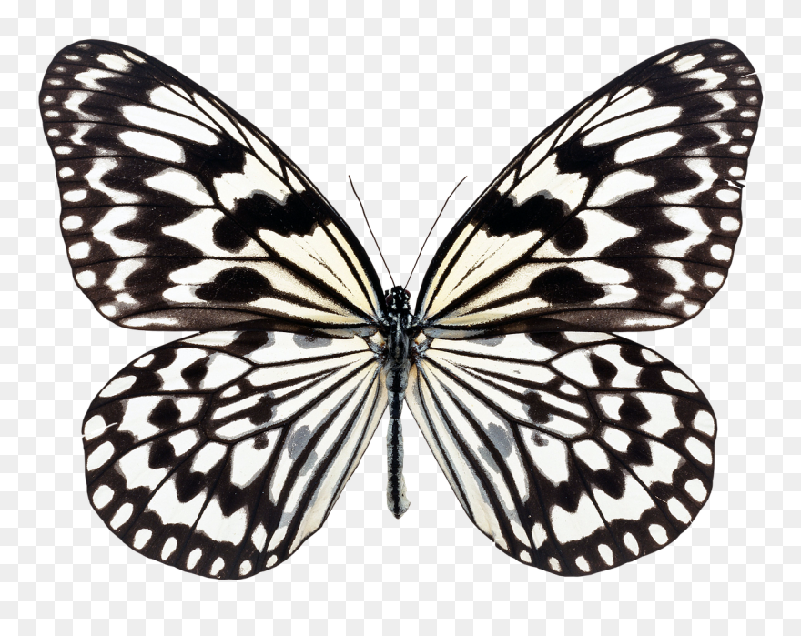 Idea Butterfly Clipart