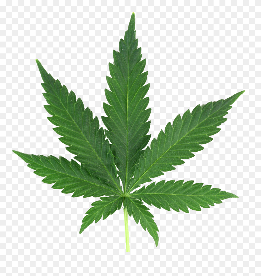 Marijuana Leaf Png Real - Weeds That Look Like Marijuanas Clipart
