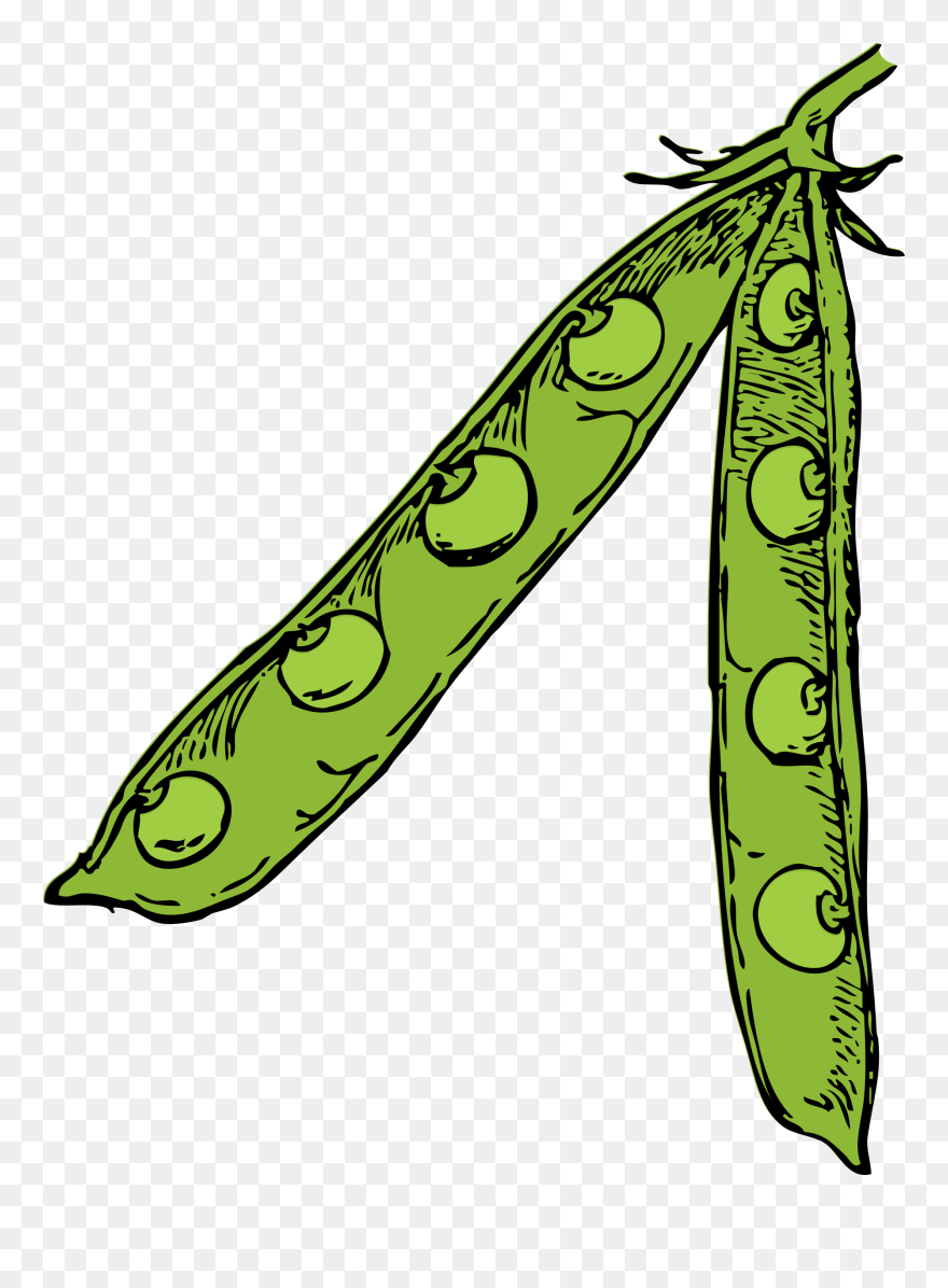 Peas Clipart Pod Real Pea Pod Clip Art Png Download (5573448