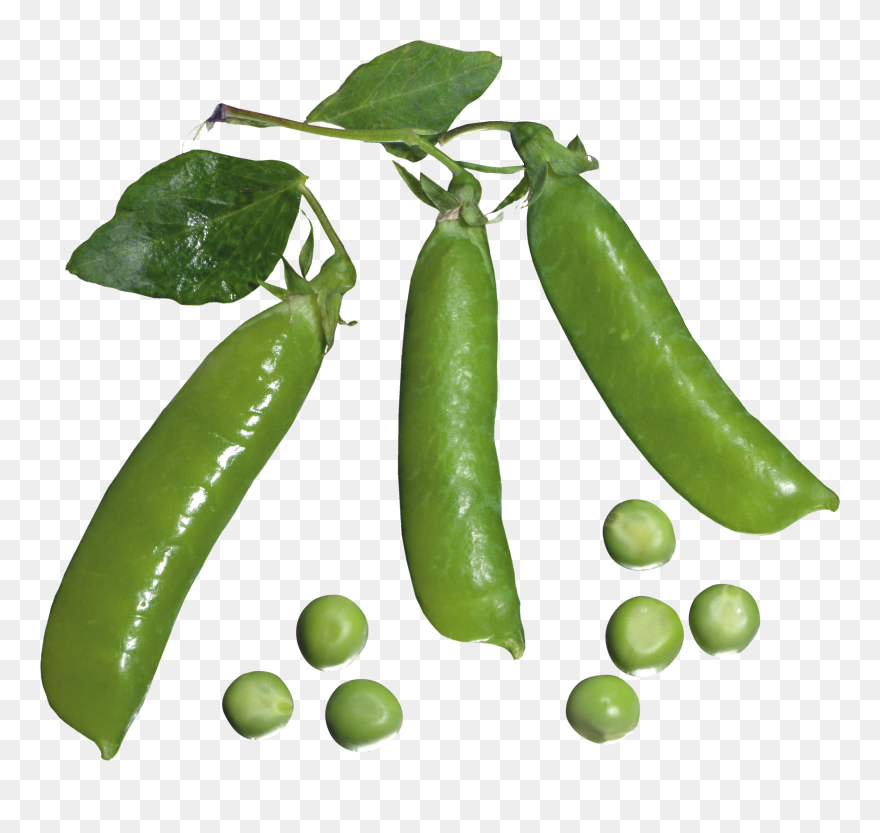 Now You Can Download Pea Png Picture - Pea Clipart