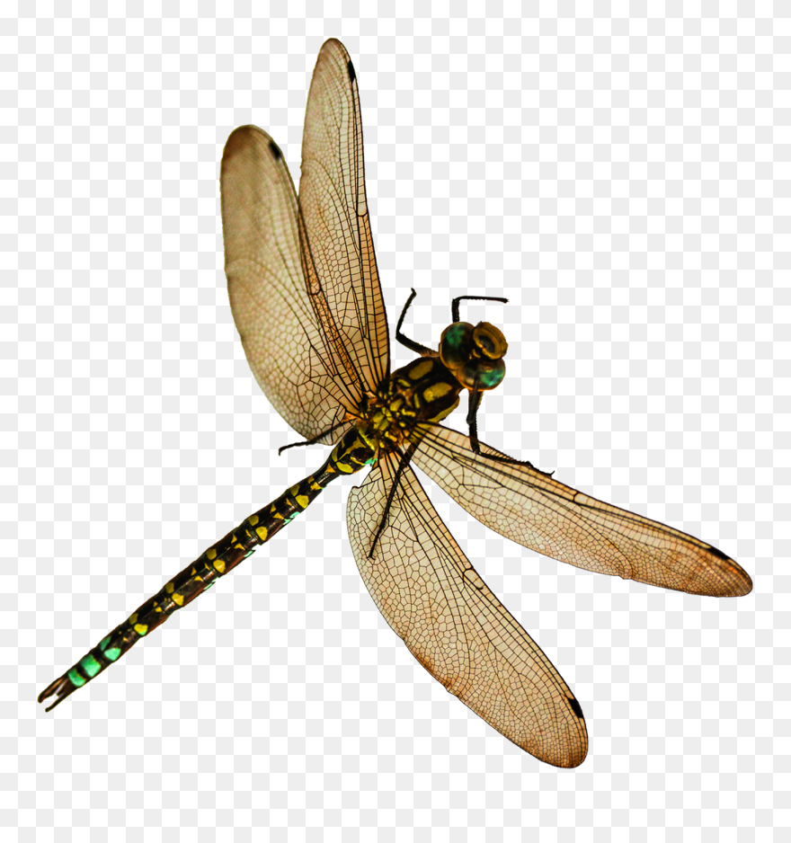 Transparent Background Dragonfly Png Clipart