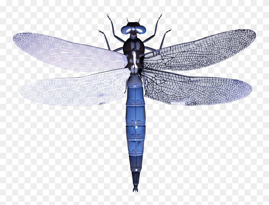 Dragonfly - Dragonfly Transparent Background Clipart