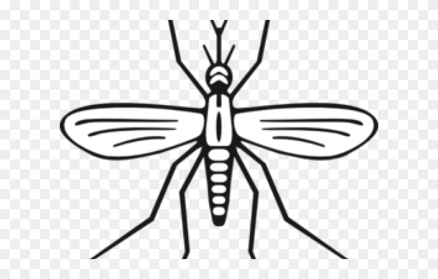 Mosquito Clipart - Png Download