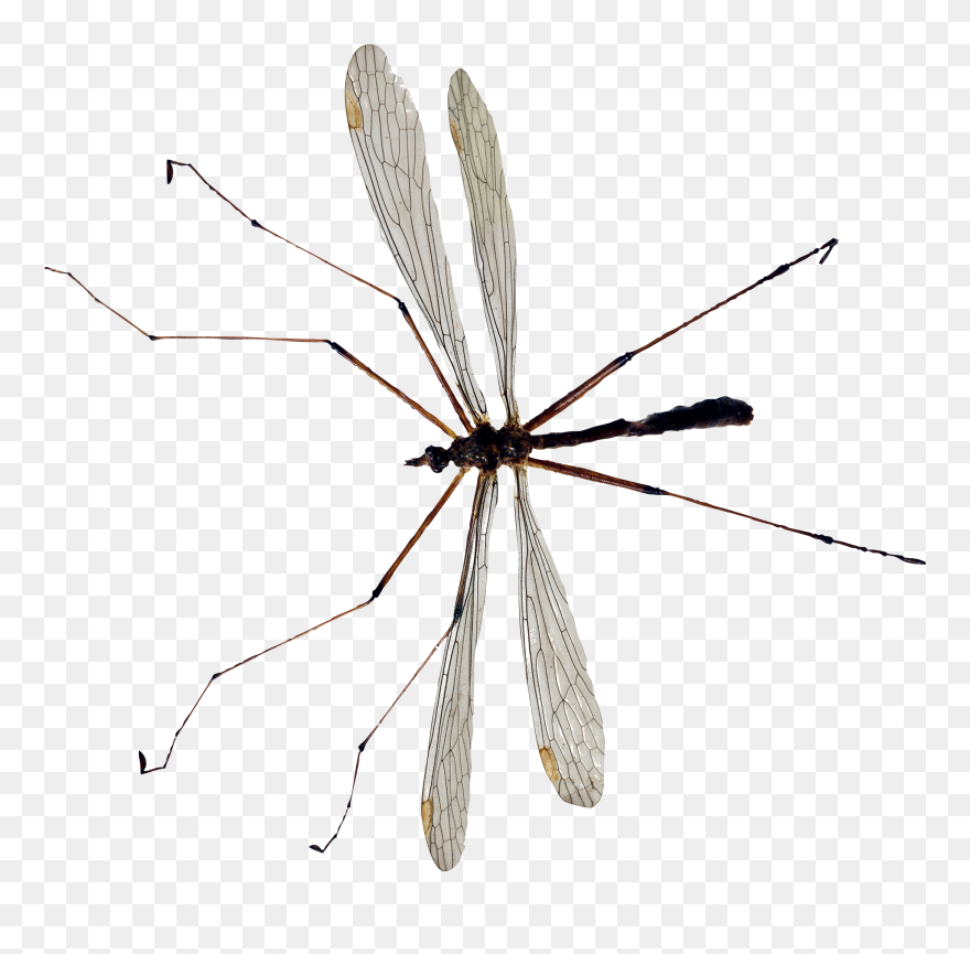 Download And Use Mosquito Icon Clipart - Crane Fly Transparent - Png Download