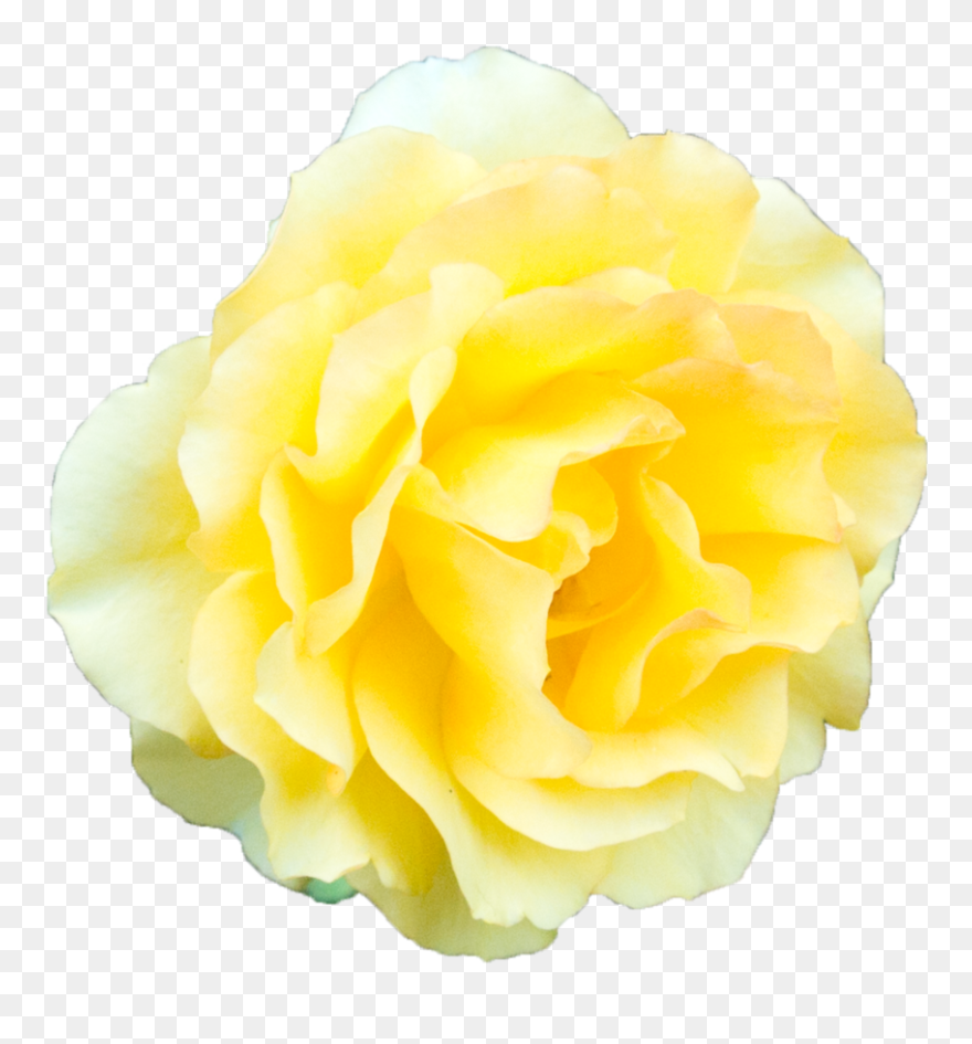 Beach Rose Garden Roses Yellow - Yellow Rose No Background Clipart