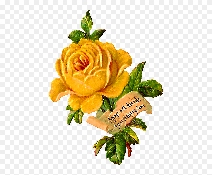 Stock Flower Image - Vintage Yellow Roses Clipart - Png Download