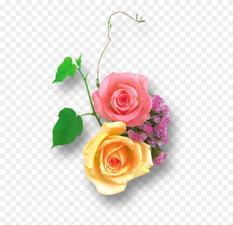 Transparent Pink Roses Clipart - Portable Network Graphics - Png Download