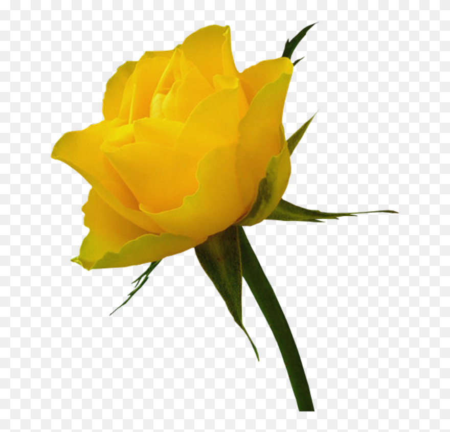 Red Rose Clip Art - Real Yellow Roses Transparent - Png Download