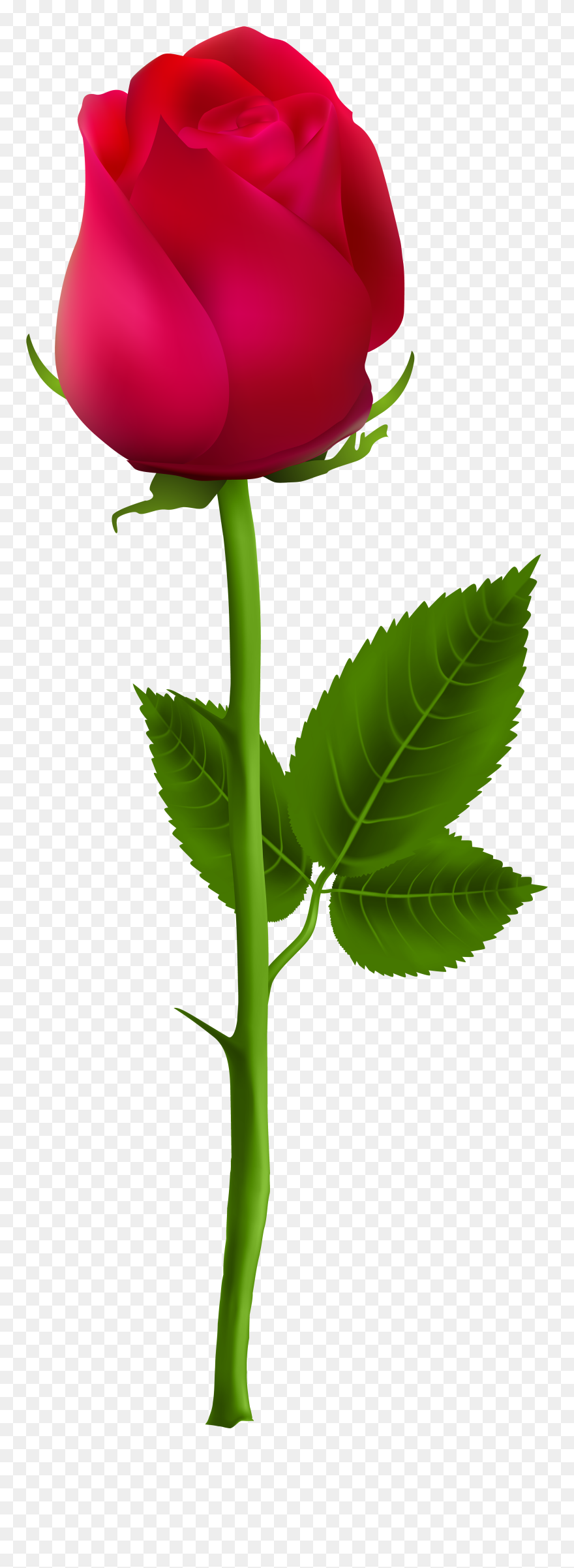 Rose Beautiful Rose Single Flower Clipart