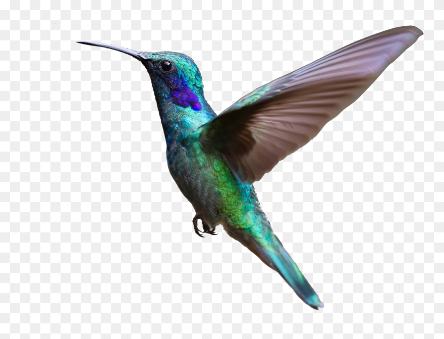 About Us Portal Caribbean - Bird Flying Transparent Background Clipart