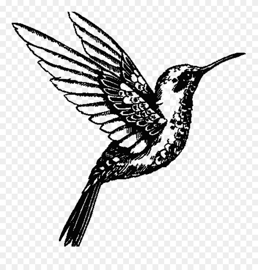 Transparent Hummingbird Clipart - Clip Art - Png Download