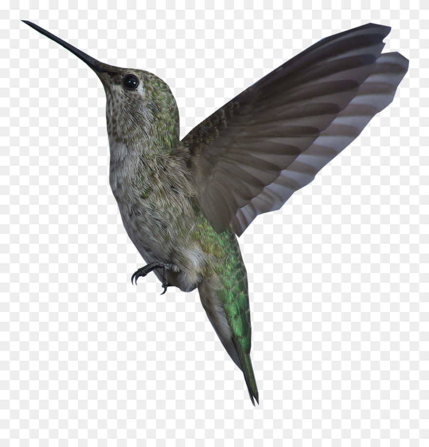 Bird Gif Transparent Background - Transparent Background Gif Bird Clipart