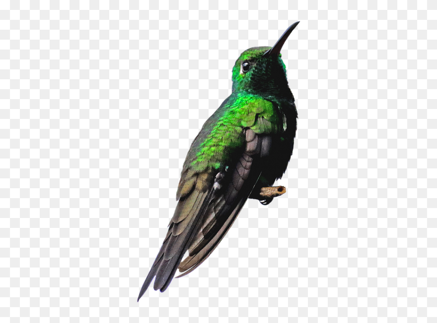 Beija Flor Transparent Clipart