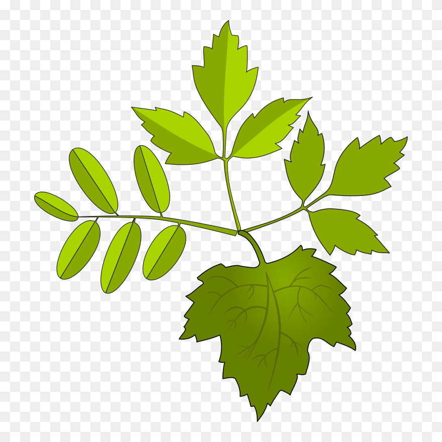 Oak Clipart Tobacco Leaves - กราฟ ฟิ ค ใบไม้ - Png Download